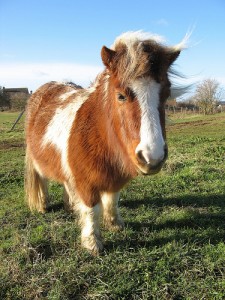 Google: A One-Click Pony?