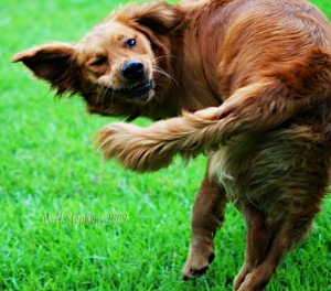 The Fallacy of the Head of the Tail