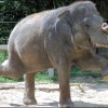 Dancing With Elephants: Webinar on Agile and Social Processes