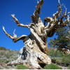 Bristlecone and Hubwoo -- Two SAP Ecosystem Rivals Decide to Work Together (Part 2)