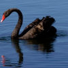 When Black Swan Supply Disruptions/Events Suspend Industry Rules and Norms