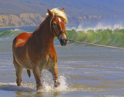 On Changing horses: Open Source Licenses, Foundations and The Software Freedom Conservancy