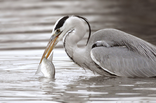 Bay Fishing vs. Ocean Trolling -- Banks Ignoring E-Invoicing, or Wanting a Larger Receivables Fish?