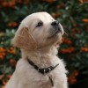 Tech-hugging eurocrats imperil innovation puppy