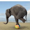 Sense and Respond, Operating a Social Business