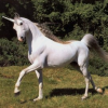 Unicorn Tears, Beyond Ultimate, and the Silicon Valley Hype Mentality